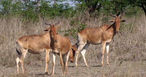 Hartebeest, alcelaphus buselaphus, Adult and Calf standing in Savanna, Masai Mara Park, Kenya alt