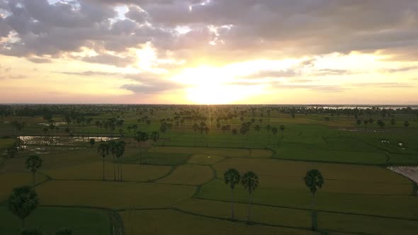Aerial Drone Footage 4K - Sunset Rice Field