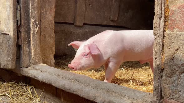 Little pigs are playing. A close-up of a pig that is looking for food with its nose.