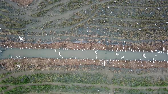 Top view crane and Asian openbill fly at field alt