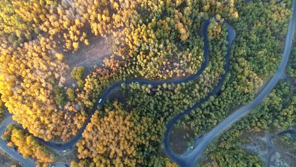 Aerial view looking down at road winding through aspen grove alt