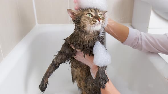 The girl holds a fluffy cat in her hands in the bathroom. Grooming procedure