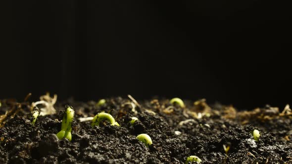 Germinating Plant Timelapse, Stock Footage | VideoHive