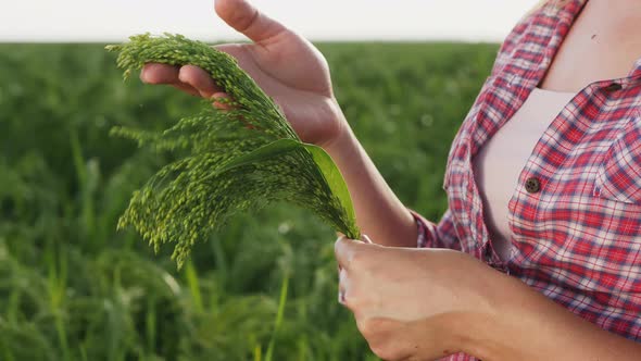 Woman Examines Ripening Millet in the Field Close Up Hands alt