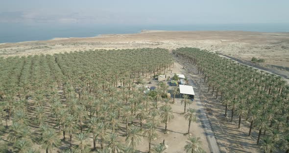 Aerial view of a palm trees plantation along Dead sea, Negev, Israel. alt