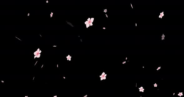 Pink sakura cherry blossom falling petals on black background.