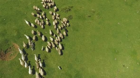 Flock of Sheep and Goats Running on Pasture in Mountains in Kutaisi, Georgia alt
