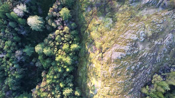 Aerial Mossy Forest on Vancouver Island, Canada, Lone Tree Hill alt