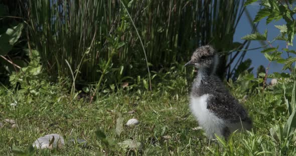 Peewit, Lapwing Chick, Vanellus vanellus Baby Bird Closeup In Grass