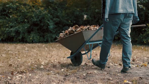 Garden Worker Pushing a Wheelbarrow Filled with Dry Leaves and Tree Branches To the Trashcan To alt