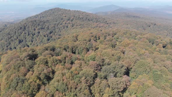Sabaduri Mountain. Autumn forest. Georgia alt
