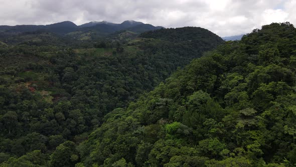 Long aerial video in 4k flying through a canyon in the jungle of Costa Rica. Big vulture passing by alt