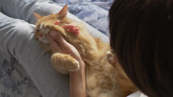 Woman Sits in Bed and Cuts the Claws of Cute Ginger Cat Scissors. Fluffy Pet Purring with Pleasure alt