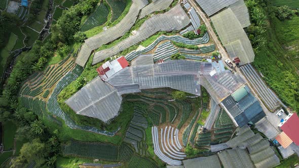 Cameron Highlands, Pahang Malaysia alt