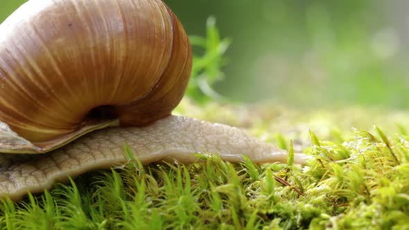 Helix Pomatia Also Roman Snail, Burgundy Snail alt