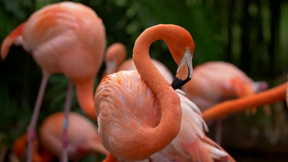 Pink Flamingo Staring with Interest, Standing Among Other Flamingos That Are Walking Around. Black alt