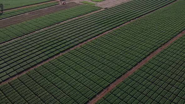 Experimental Soybeans Field Drone 6