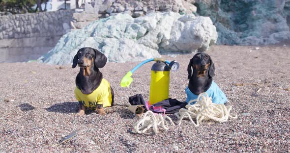 Brightly Dressed Dachshunds Sit Near Scuba Gear on Beach
