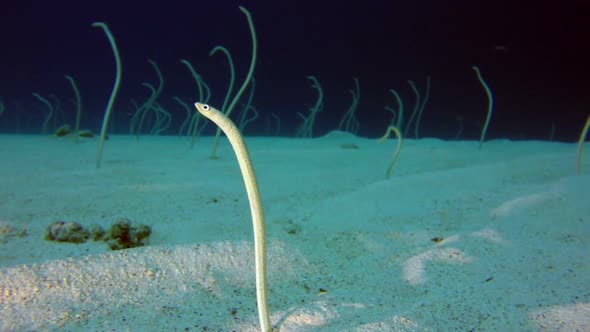 Underwater Beautiful Garden Eels with Music alt