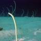 Underwater Beautiful Garden Eels with Music - VideoHive Item for Sale
