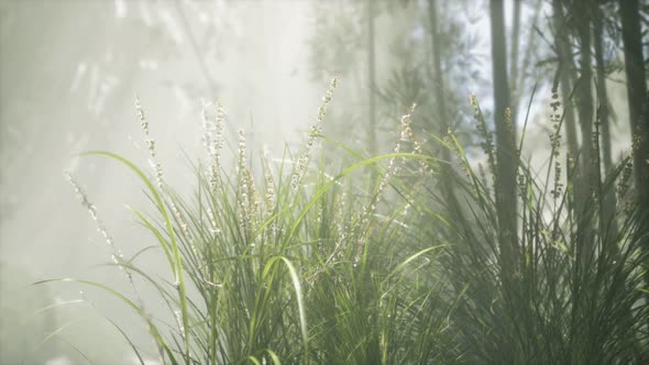 Grass Flower Field with Soft Sunlight for Background. alt