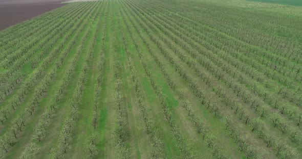 Aerial view of apple plantation. Flying over apple fruit trees. alt