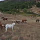 A Herd Of Horses Shot With A Drone In The Wild  - VideoHive Item for Sale