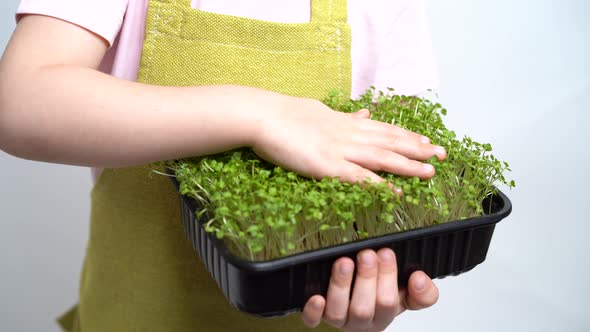 The Child Holds a Seedling of Micro Greens in His Hands and Examines the Sprouts alt