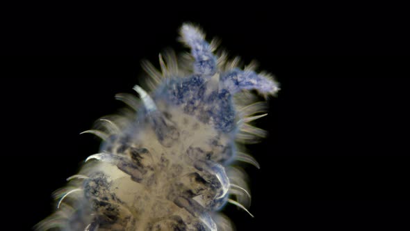 Insect Collembola Is a Subclass of Arthropoda Under a Microscope, Lives in Soil, Trees, Algae in a alt