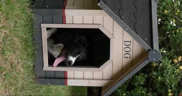 Border Collie Dog in its Dog House, male, Picardy in France, vertical video, Real Time 4K alt