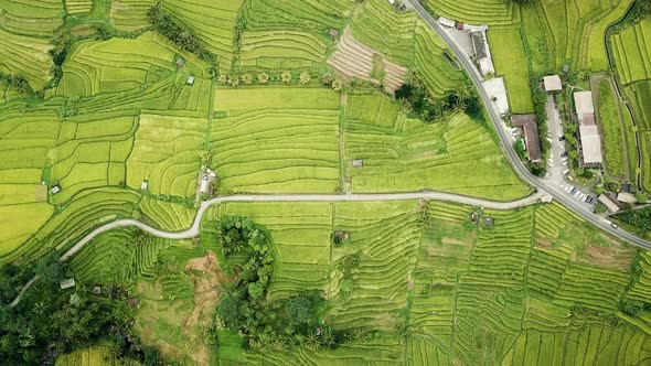 Road Between Rice Fields