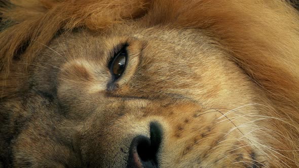 Lion Opens Eye alt