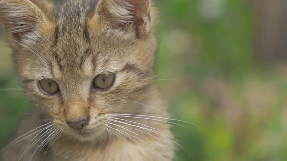 Kitten posing outdoor 4K 3840X2160 UHD video - Small cat outdoor 4K 2160p UHD footage alt