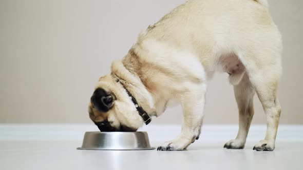 Pug Dog Eating From Bowl Slow Motion alt