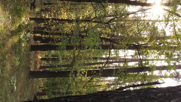 Vertical Video Autumn Forest with Trees in Ukraine Slow Motion alt