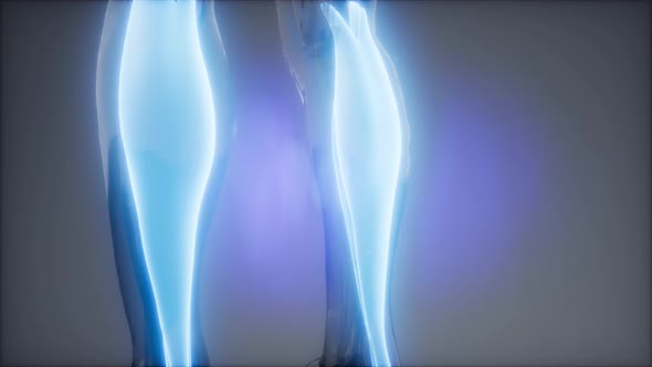 Gastrocnemius- Visible Muscle Anatomy Map alt