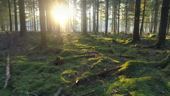 Flying in Forest at Sunrise