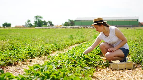 Young Woman Picking Strawberries in Selfpicking Plantation in Czech Republic alt