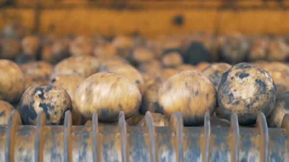 Dirty Potatoes on a Tractor Conveyor, Close Up. alt