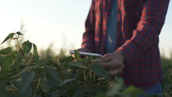 Farmer Uses a Tablet Computer on a Soy Field