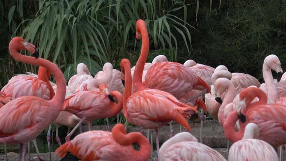 American Flamingo (Phoenicopterus ruber). Flamingos or flamingoes