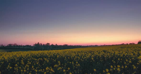 Empty Field Of Yellow Flowers At Sunset Time Lapse