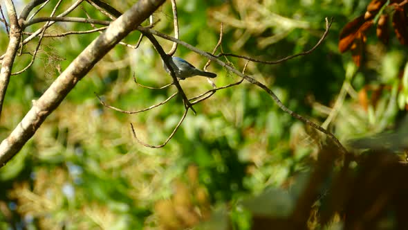 White and blue bird on tree branches. Low angle and static shot alt