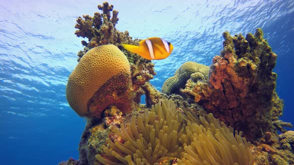 Anemones Clownfish alt