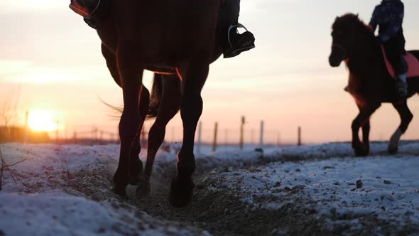 Horses With Riders Ride in the Aviary, Winter on The Street Against the Beautiful Sunset, Close-up alt