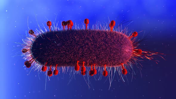 Many bacteriophages or phages surrounding and infecting single bacterium. alt