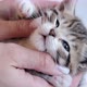 Close Up Kitten Falling Asleep in Hands of Owner - VideoHive Item for Sale