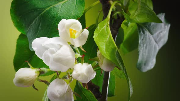 Time Lapse of Blossoming Apple Tree Branch on Green Background