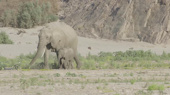 Mother Elephant and Her Calf