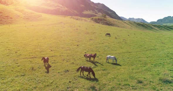 Flight Over Wild Horses Herd on Meadow. Spring Mountains Wild Nature. Freedom Ecology Concept alt